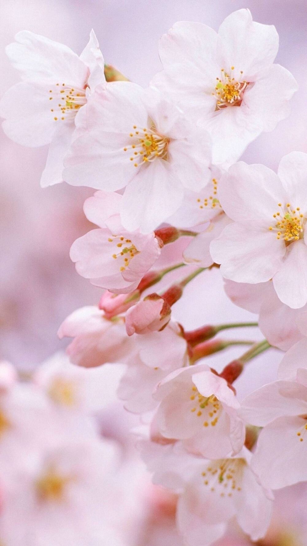 鲜花 清新 摄影 田园 绿色 自然 淡雅 风景名胜 壁纸 素材 锁屏 屏保