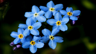 勿忘我（Myosotis sylvatica），是紫草科勿忘草属的植物。勿忘我是一种多年生草本植物，高30-60cm。总状花序顶生，长10-15cm；勿忘我开有浅蓝色的小花，花期是4-5月。适应力强，喜干燥、凉爽的气候，忌湿热，喜光，…