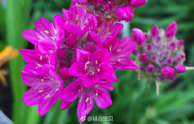 海石竹（Armeria maritima）为白花丹科、海石竹属宿根草本植物，原产欧洲、美洲。花瓣干燥，小花聚生成密集的球状，群植可形成非常美丽的景观。