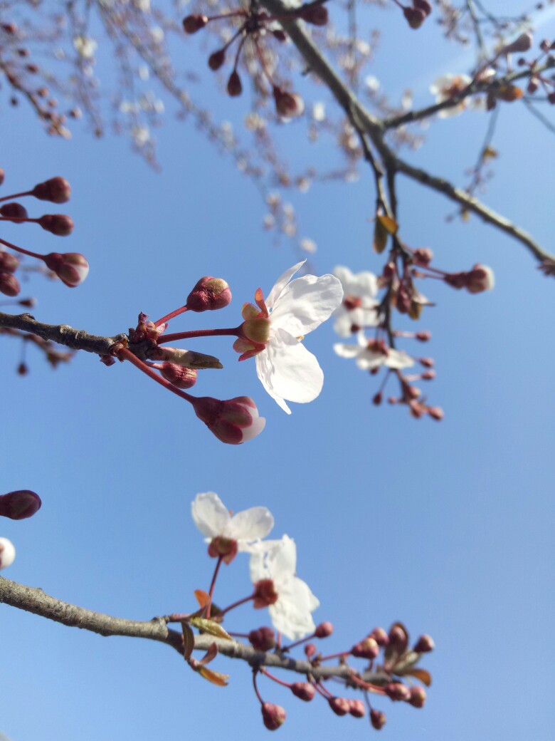 樱花