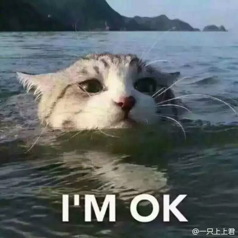 斗图专用表情包猫我很好可爱