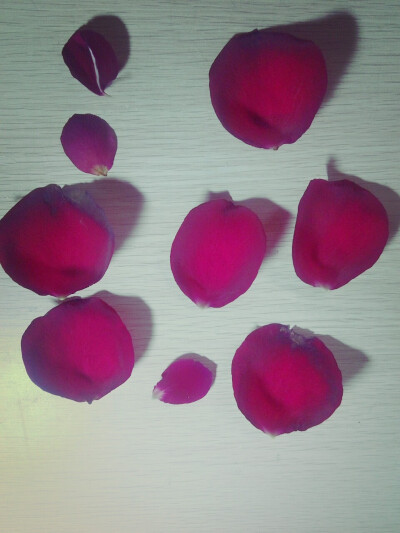  简单玫瑰花瓣壁纸Zinia