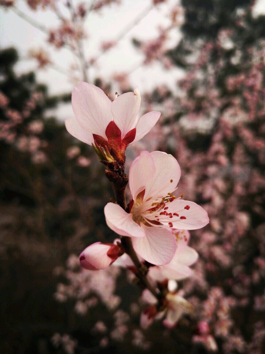 桃花盛开