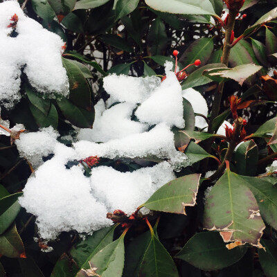 化雪