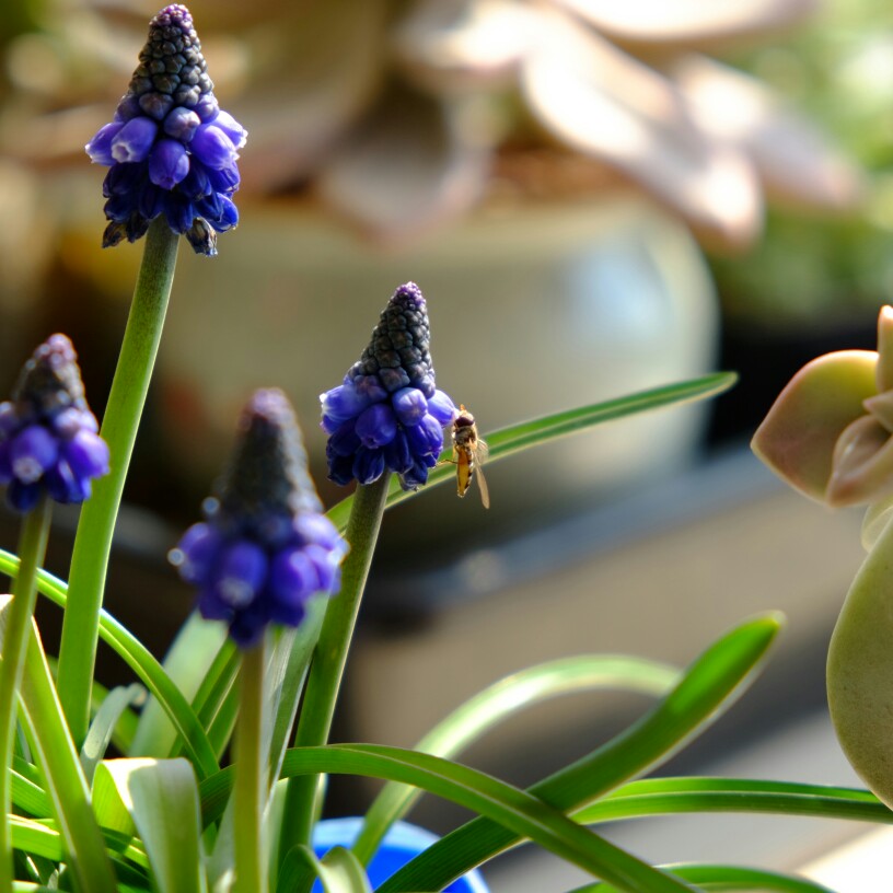 2017.2.【葡萄风信子】