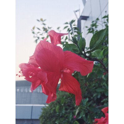 阳春三月～楼顶的❀VSCO 