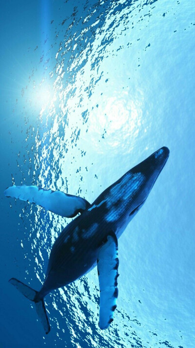 Whale°