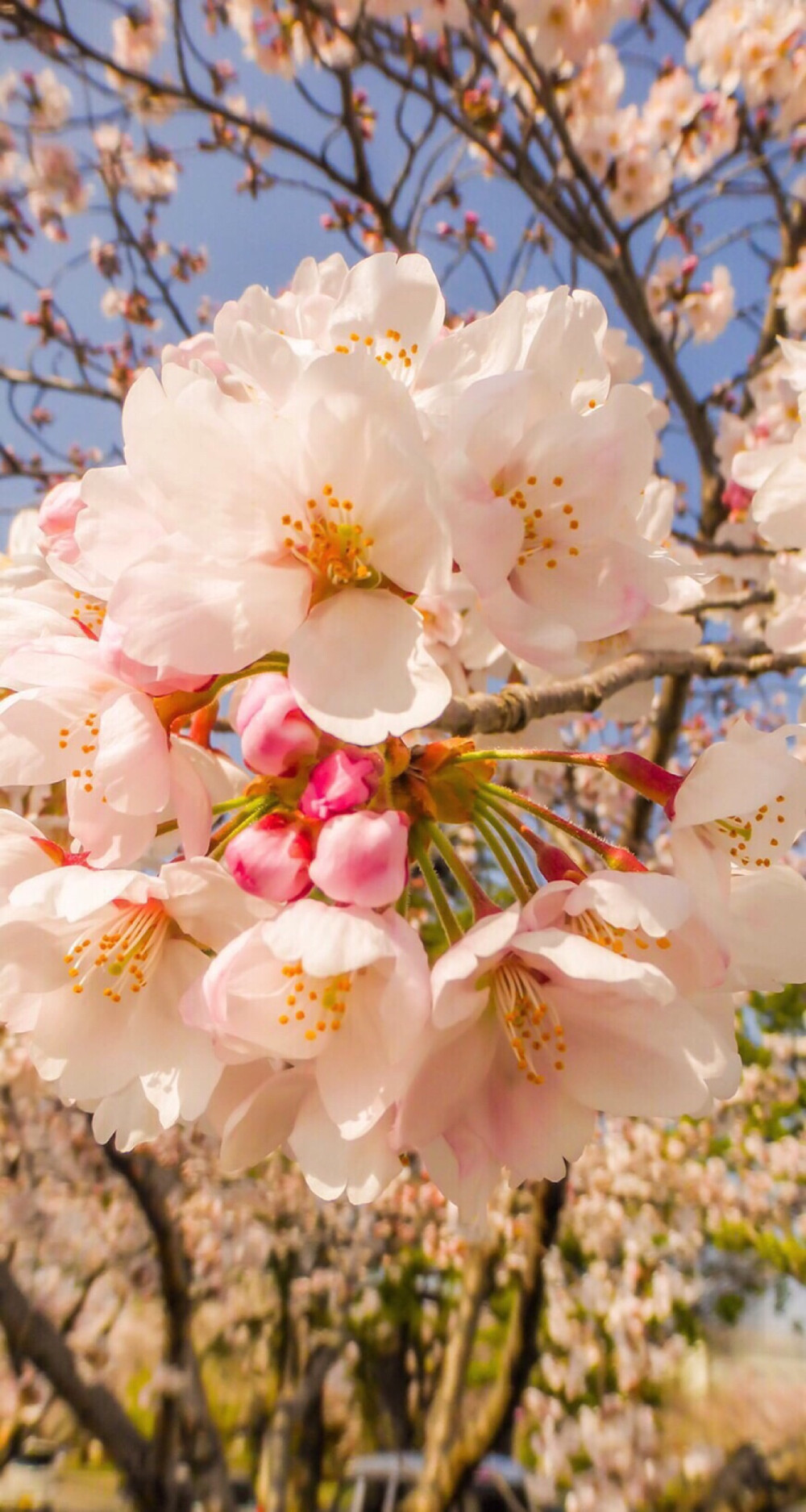 鲜花 清新 摄影 田园 绿色 自然 淡雅 风景名胜 壁纸 素材 锁屏 屏保