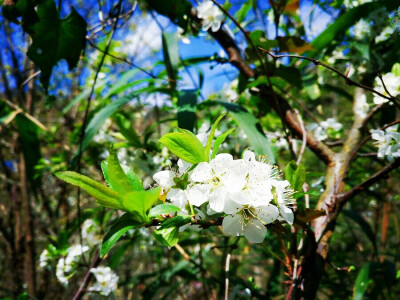 2017-3-11单位巡山时遇到的李花