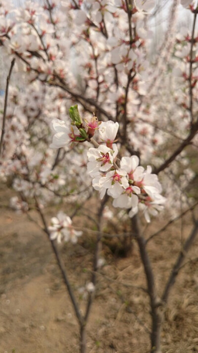 春暖花开