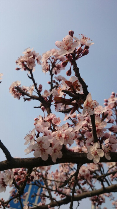 春暖花开