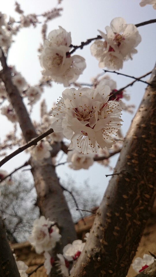 我家门前有树花