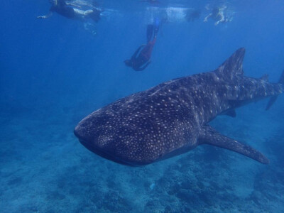 The whale shark