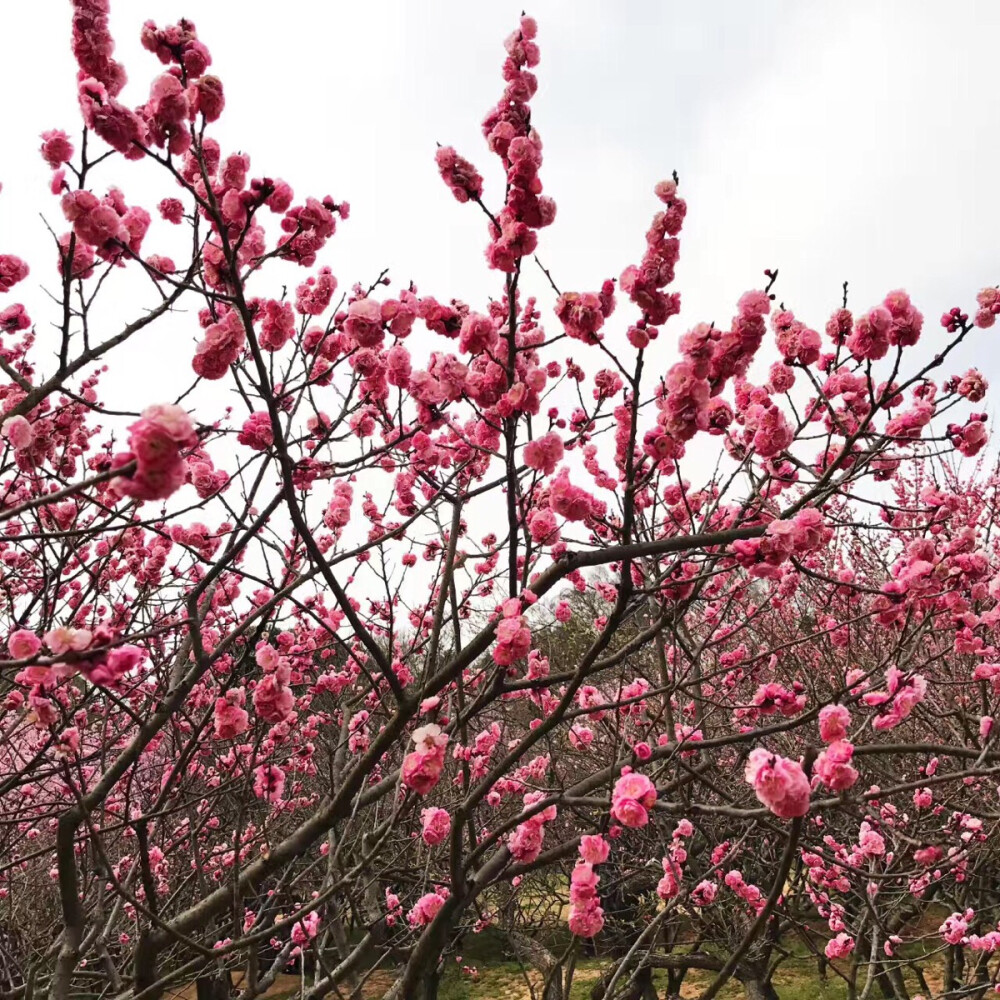 梅花