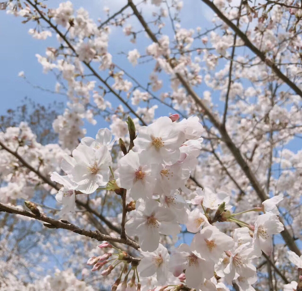 南京 鸡鸣寺 樱花