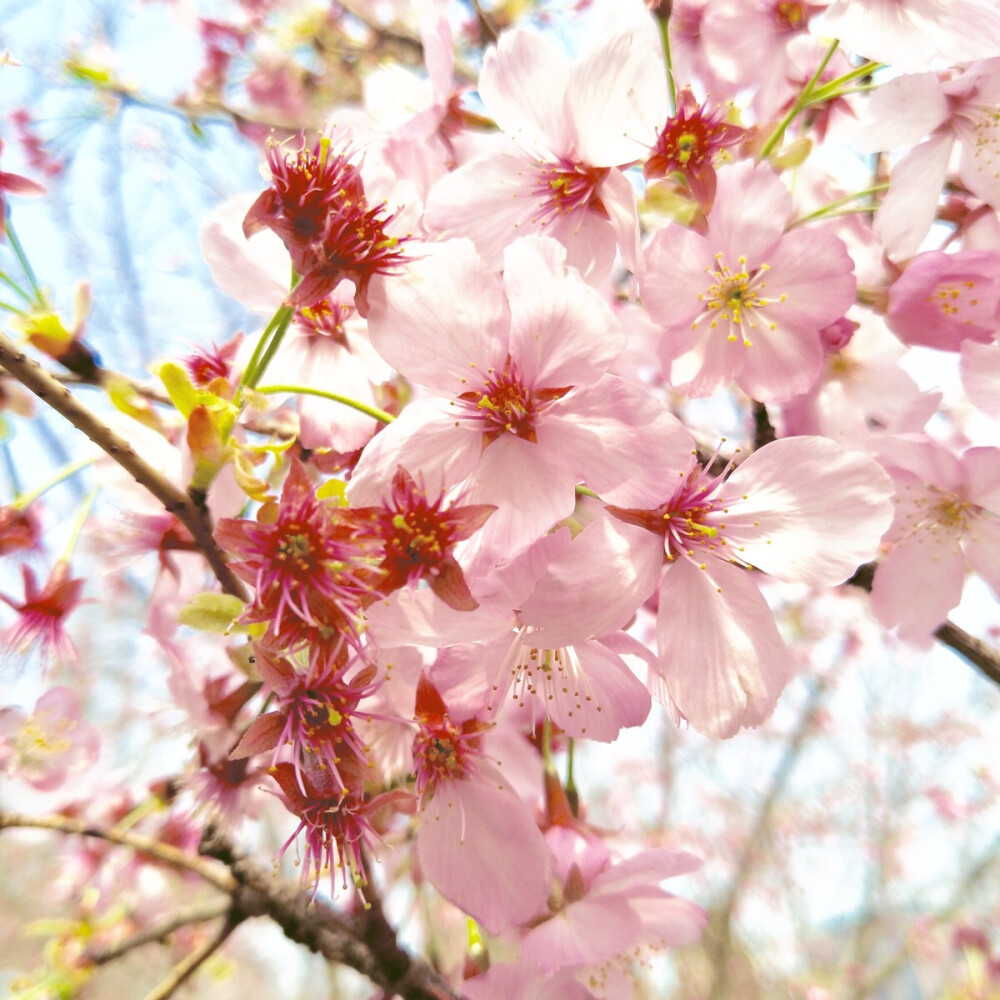 樱花