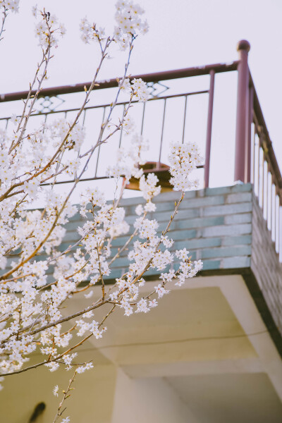 青芝坞花开
摄影：洪小漩
场地：青芝坞