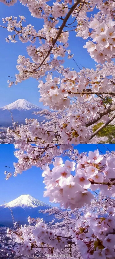 日本富士山樱花