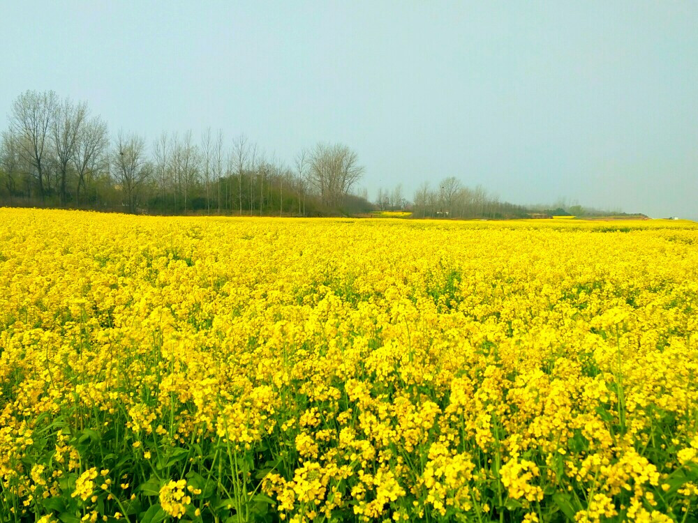 油菜花