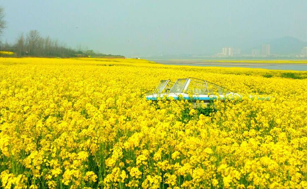 油菜花