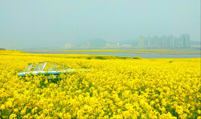 油菜花