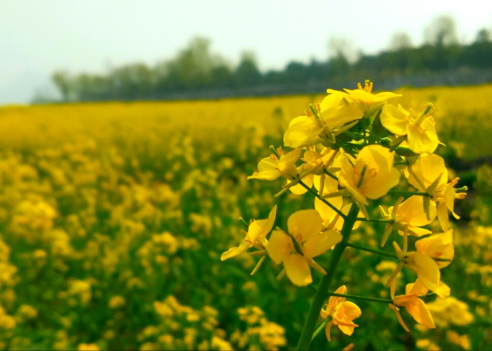 油菜花