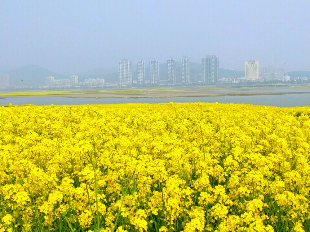 油菜花