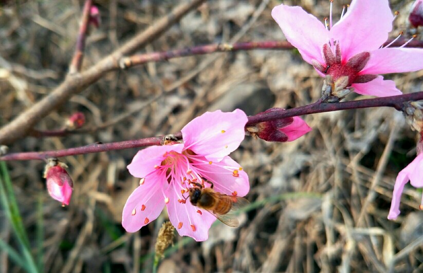 桃花蜜