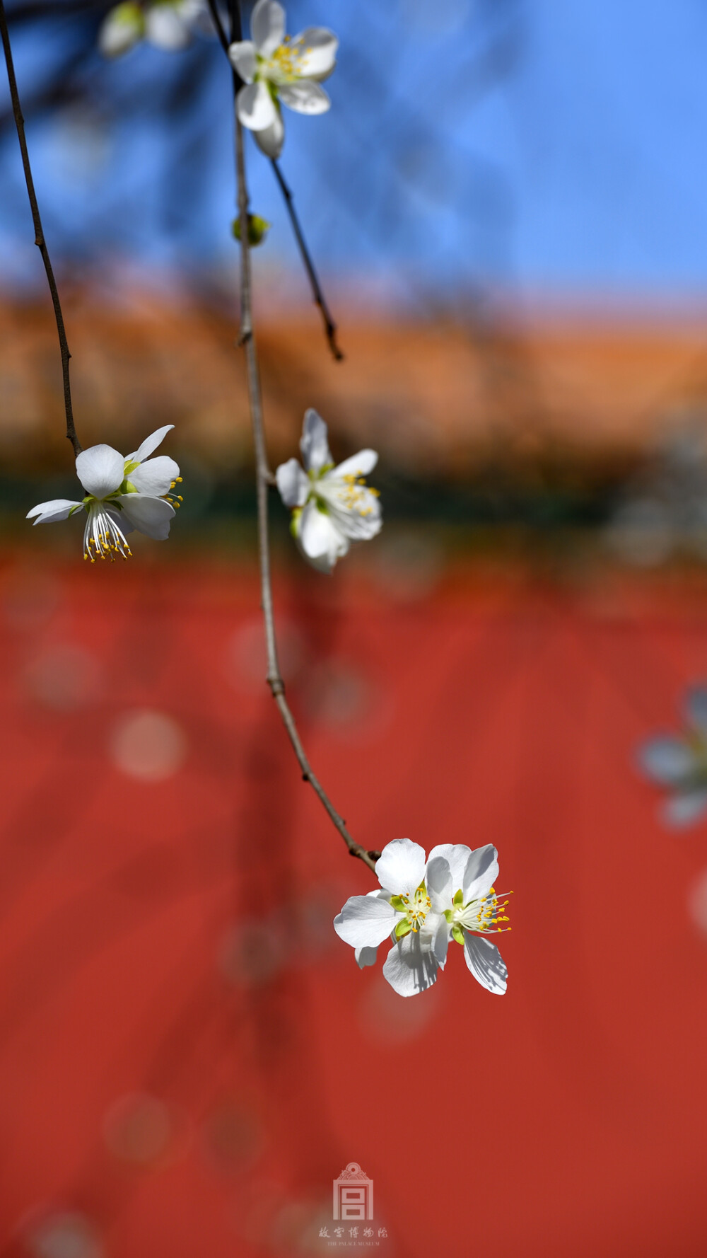 三月十二日，花朝节。“新燕又双，兰心渐吐，嘉期趁取花朝。” ​​​​