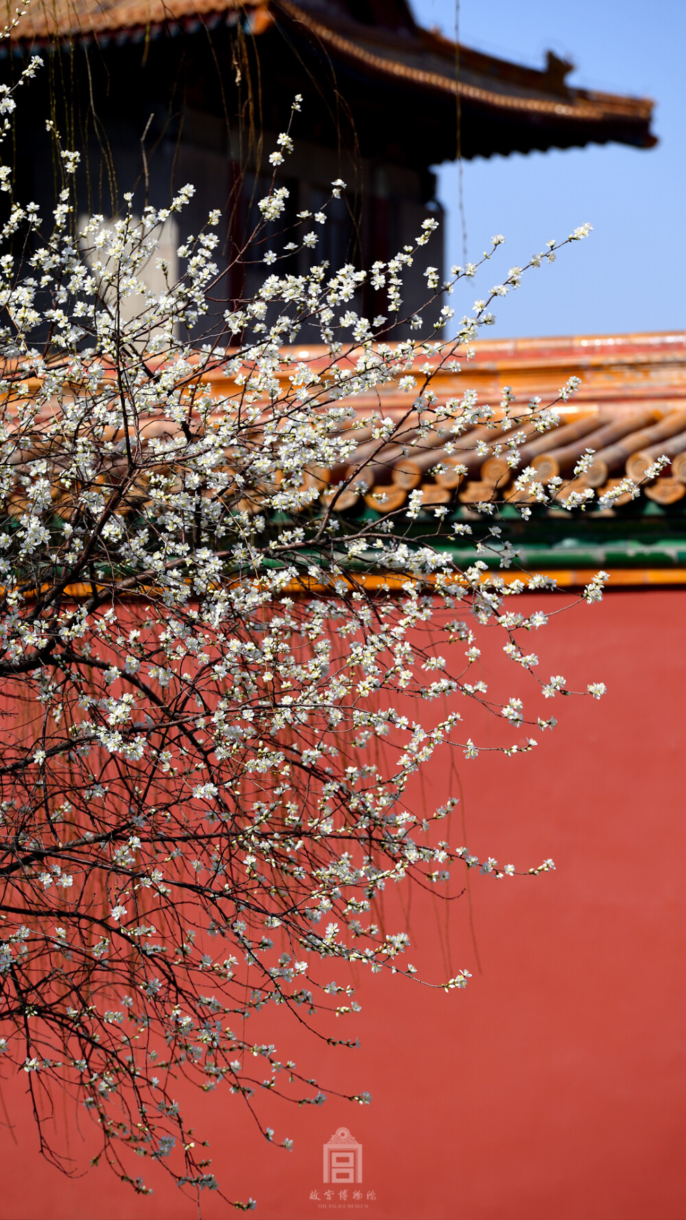 三月十二日，花朝节。“新燕又双，兰心渐吐，嘉期趁取花朝。” ​​​​