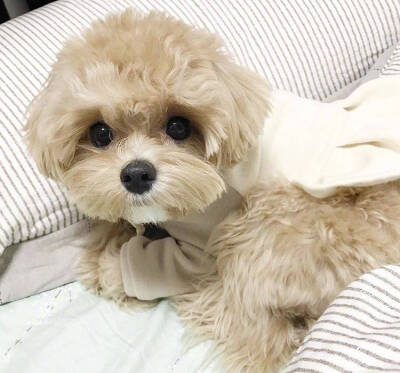 马尔济斯犬