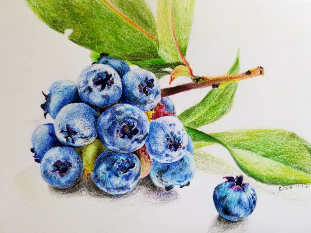 彩铅蓝莓suisild2017321