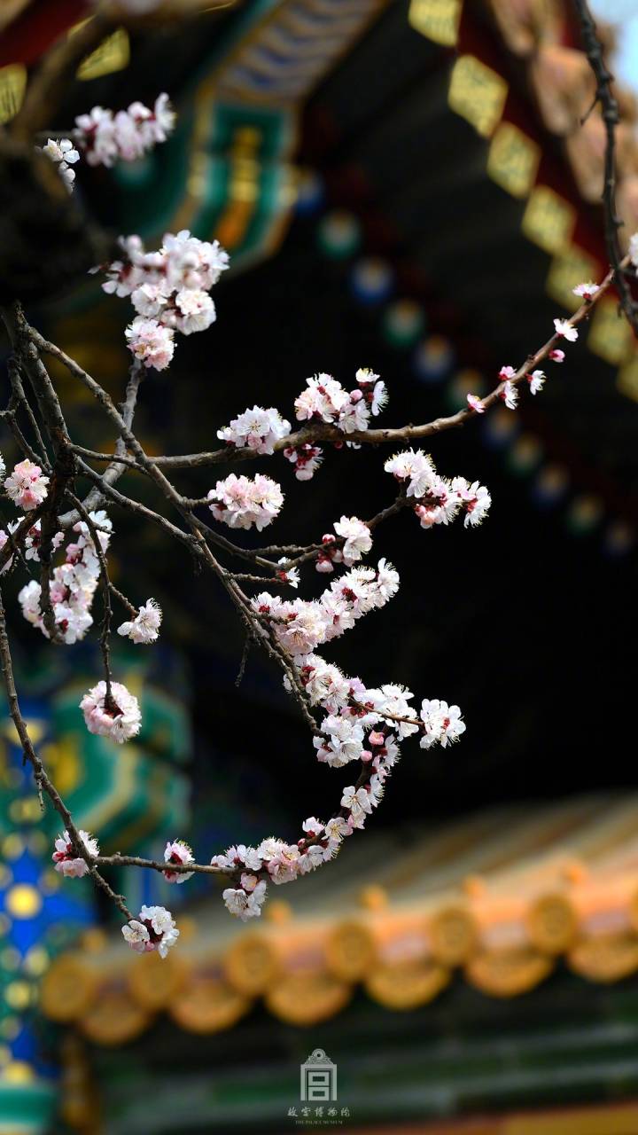 【大菇凉】【繁花宫墙 夏炽秋凉】故宫  宫墙 繁花