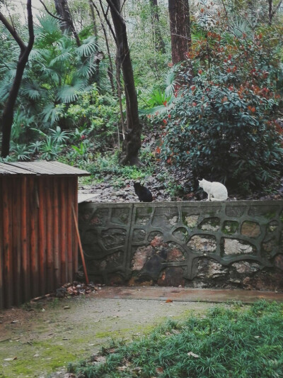 Occasionally meet two cats, one black, one white.