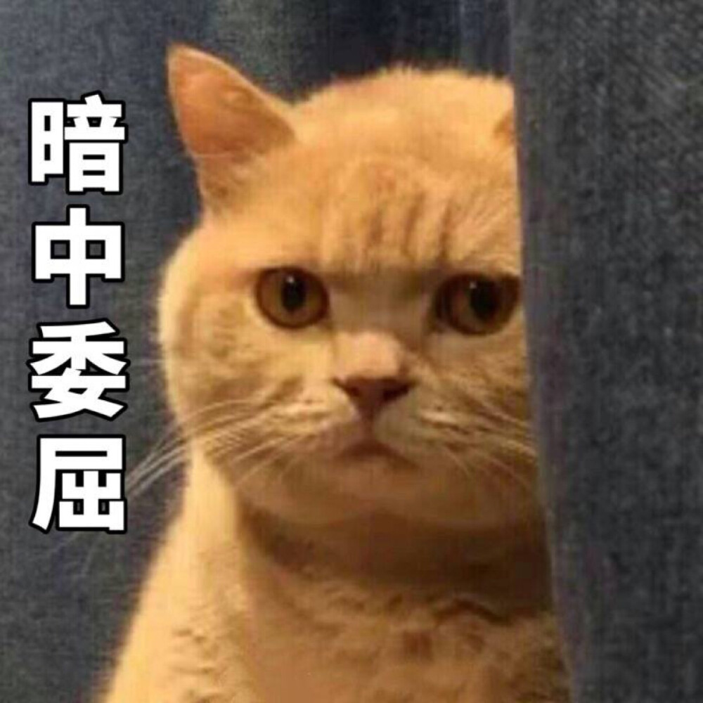 猫委屈