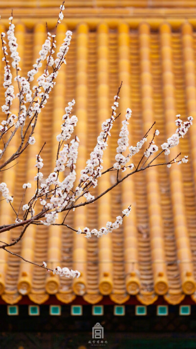 紫禁城【丁酉•花朝•杏花】“风韶雨润催花候。叹春恨、年年常有。桃蹊杏陌相期久。一为东君试手。纵被春风吹作雪，绝胜南陌碾成尘” 照片取自@故宫博物院