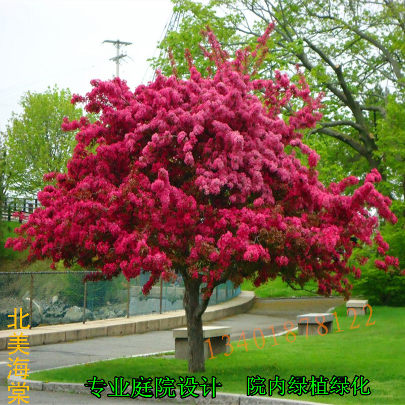 庭院绿化观赏植物嫁接海棠花树苗北美海棠垂丝海棠西府海棠树苗