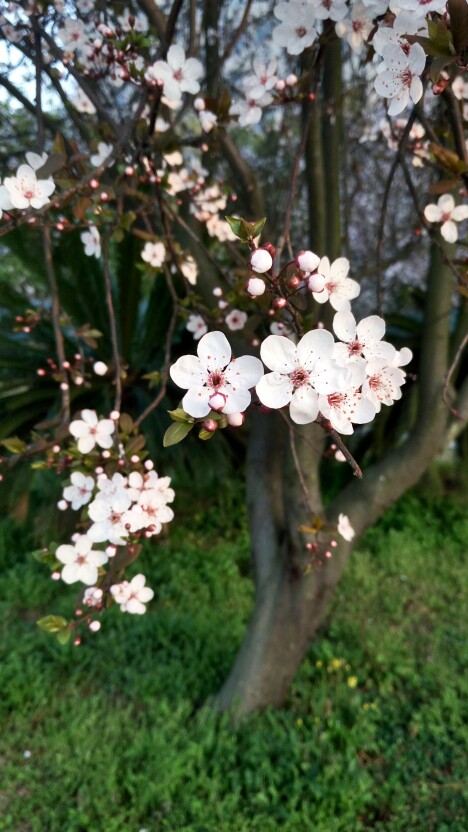 那年，杏花微雨。