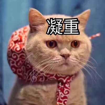 #猫搞笑 #萌宠 #表情包 这件事情很严重诶