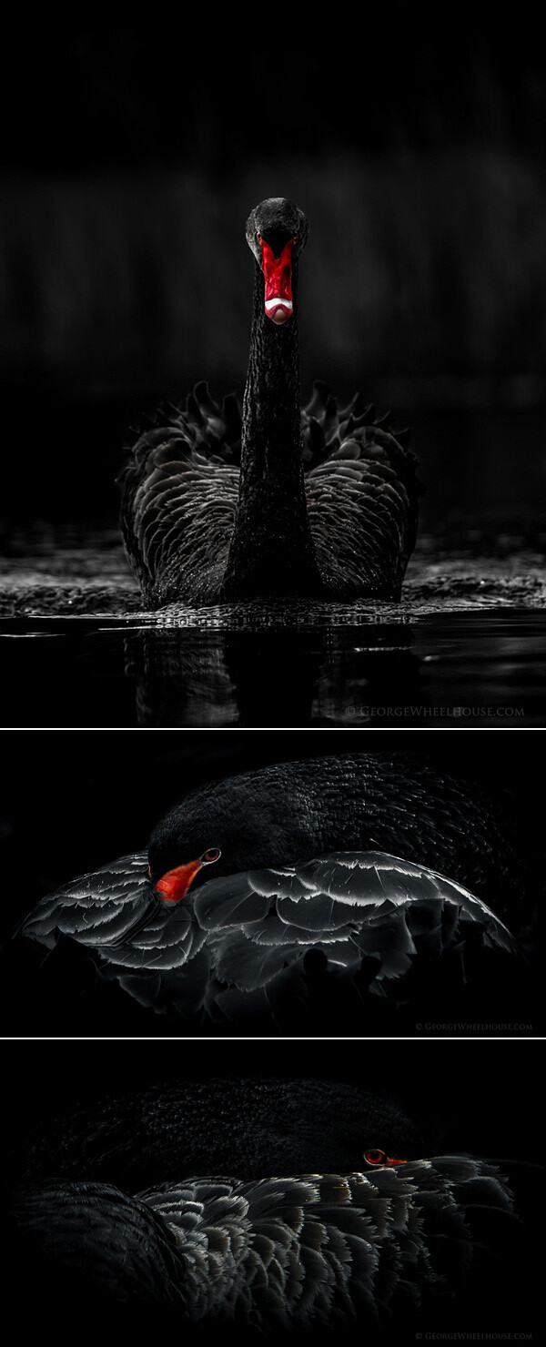 《black swan》-George Wheelhouse