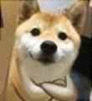 柴犬