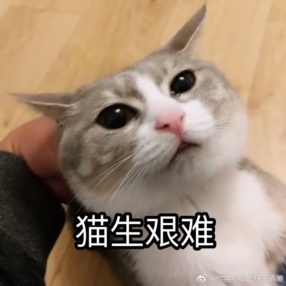 猴子：喵生艰难