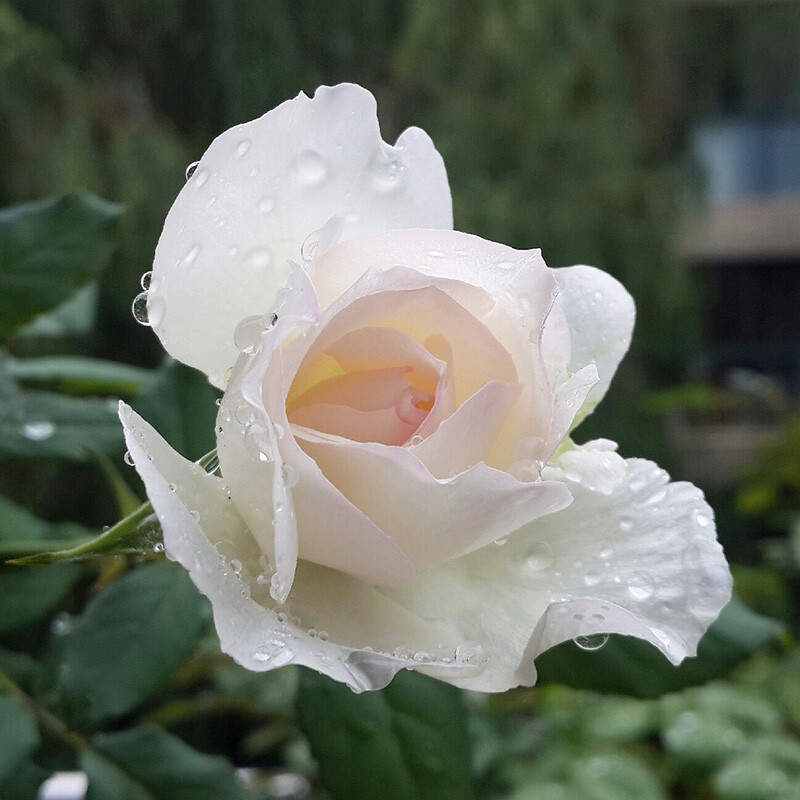 暖暖半岛 心之水滴 古典大切花日本月季纯美多轮次强香玫瑰蔷薇