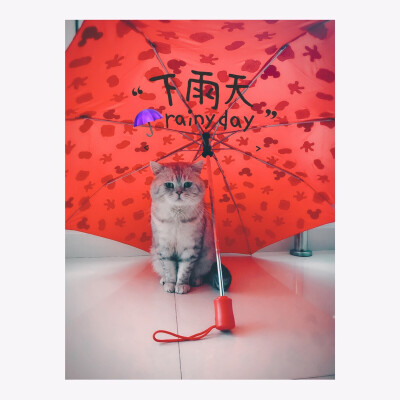 装龙猫