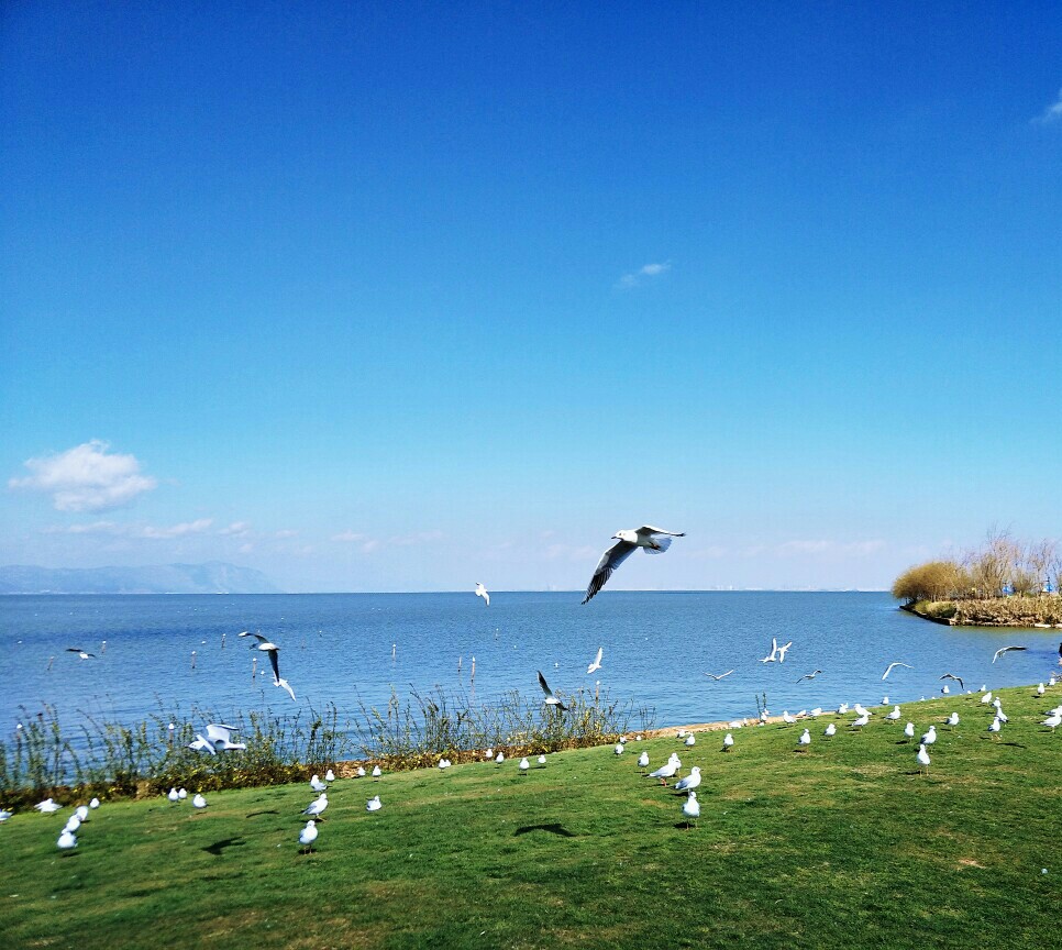 滇池，海鸥