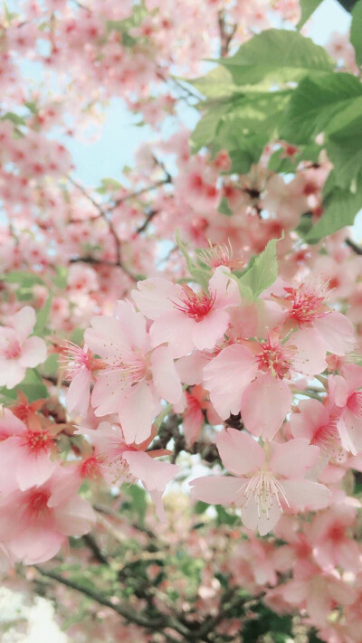 风景壁纸 花朵