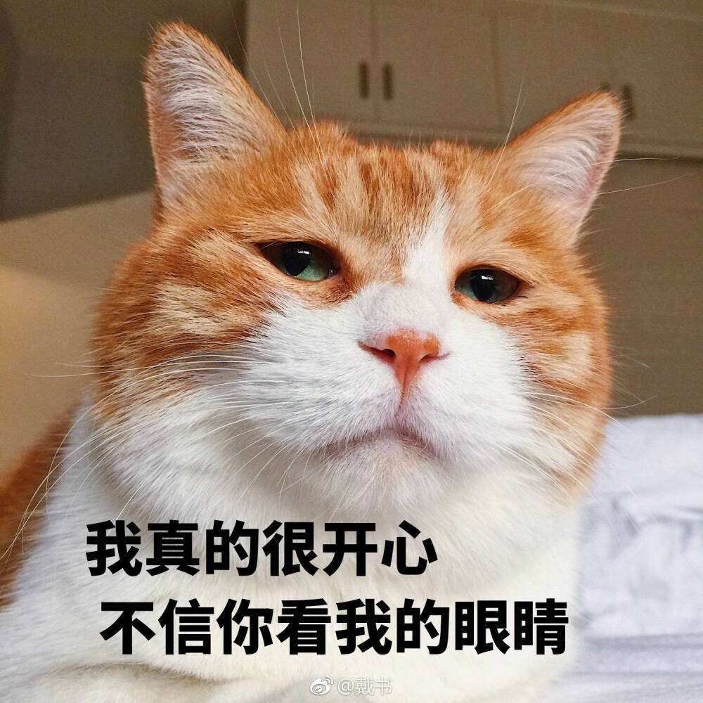 猫表情包猫日赞评论更多