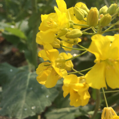 /油菜花，正是春光好时节