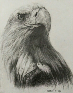 鹰，素描