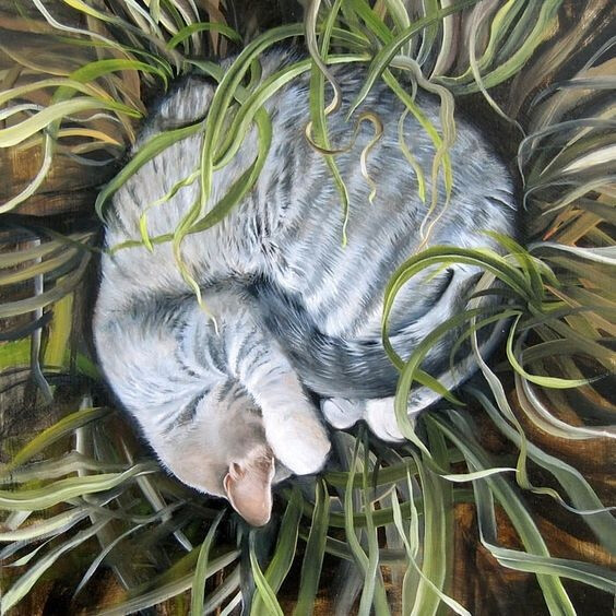 猫咪 插画 jean bradbury